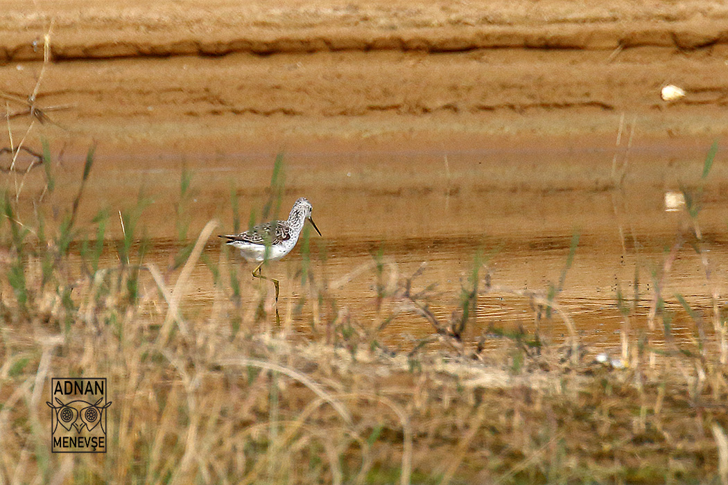 Marsh Sandpiper — Ana fotoğraf